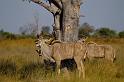 117 Okavango Delta, koedoe